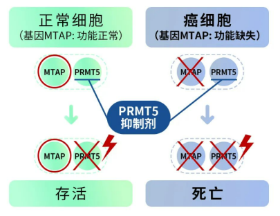 PRMT5抑制剂的作用机理 图片来源：先声药业微信公众号