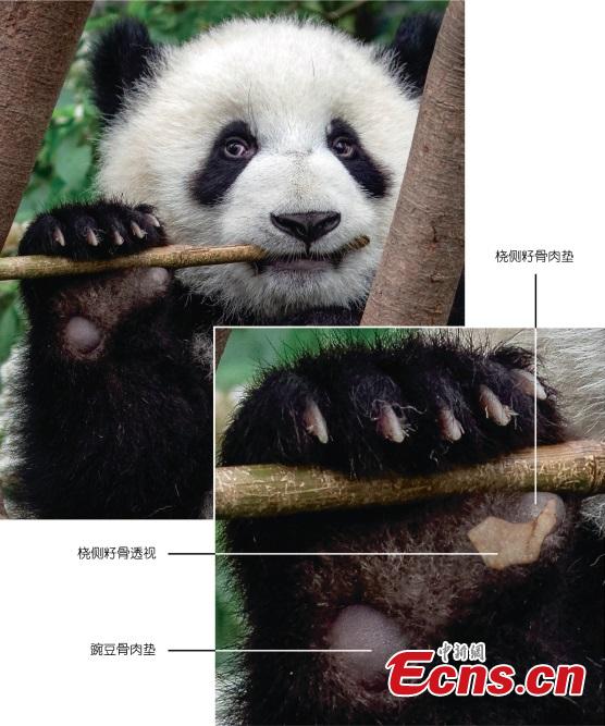 <p>Fossil of the false thumb dating back to 6-million-year from the late Miocene site of Shuitangba in Yunnan Province reveals the earliest giant panda can manipulate bamboo.</p>