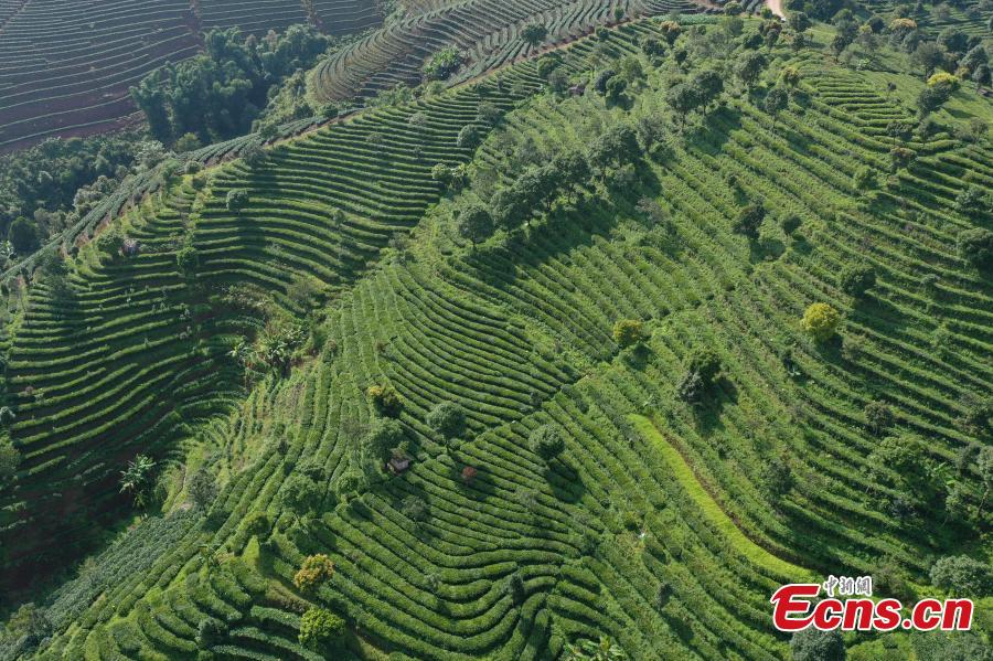 <p>Aerial view shows green scenery of Pu'er tea plantation in Pu'er city, Yunnan Province, June 30, 2022.  (Photo: China News Service/Liu Ranyang)</p>