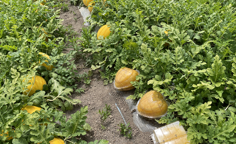 如何种植大红刀豆 3be7-8c0d7137a217ec111bab6f89d7677cdd.png