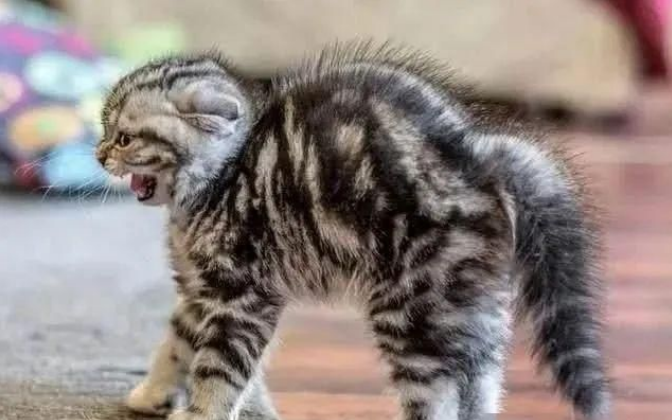 怎么养小猫咪新手入门 2a58-1caca1a4acd43b7fba15840322304b58.png