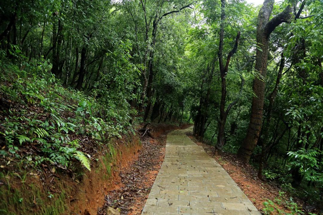 案发地所在的茶山虽然距离县城不到两公里,但人迹罕至 (张雷 摄)