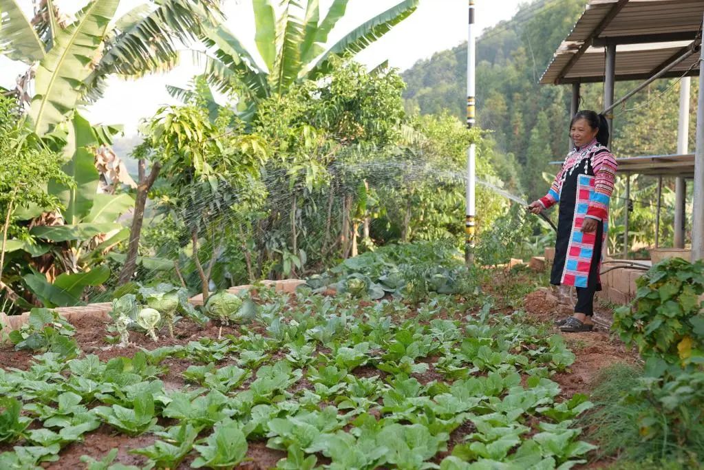 ▲云南西盟县勐梭镇班母村群众正在浇灌“微菜园”。（受访对象供图）