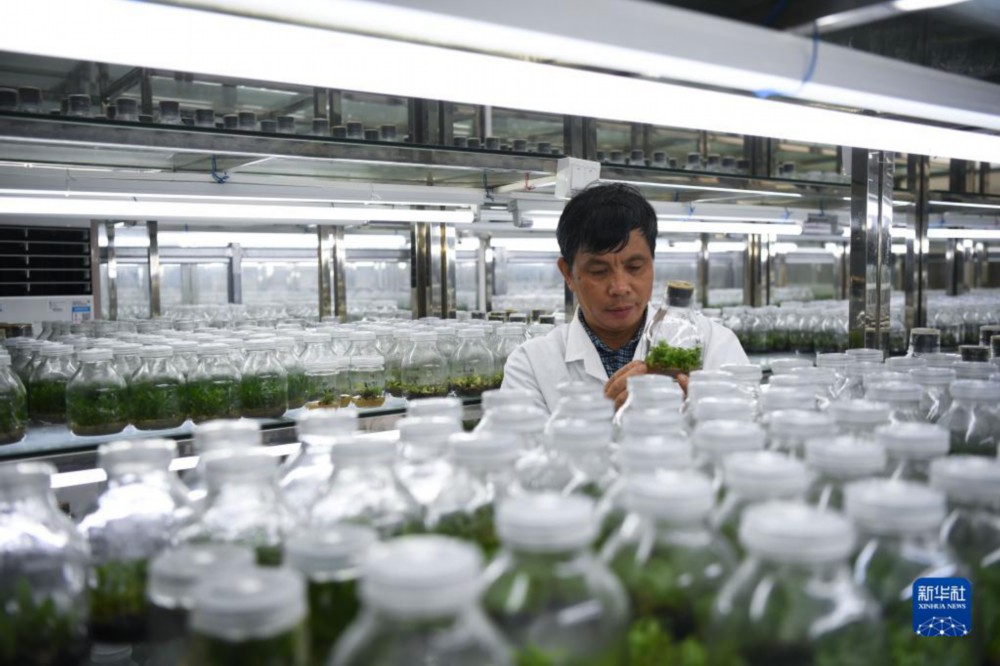 在华南国家植物园，工作人员在组织培养室查看植物试管苗（7月4日摄）。新华社记者 邓华 摄