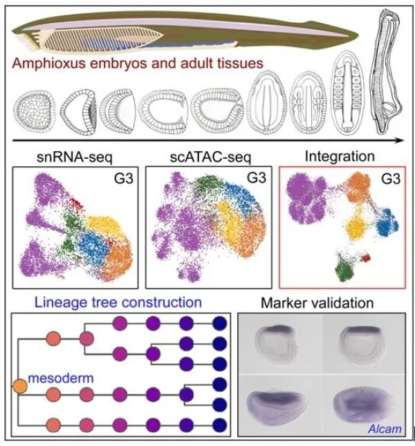 科研人员构建文昌鱼胚胎单细胞水平的细胞分化谱系|基因