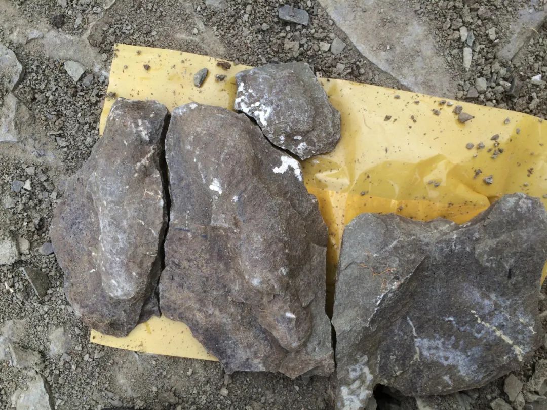 此次新发现的恐龙脚印化石照片。（中科院南京地质古生物研究所供图）