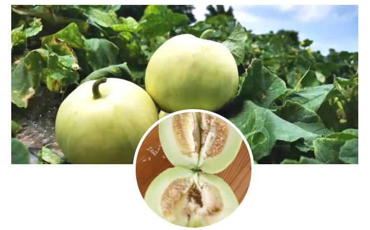 现在可以种什么瓜果 8a32-fd14d718f6fef113530a9b5296591645.png