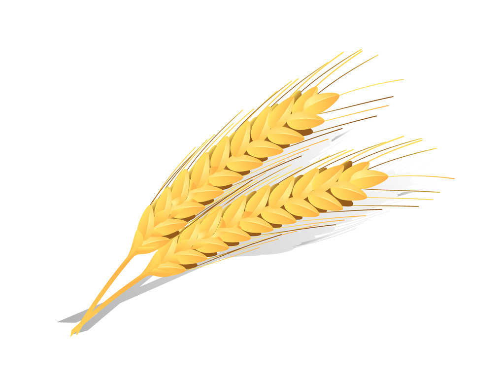 市场观望态度浓厚 国内小麦市场价格继续偏弱运行