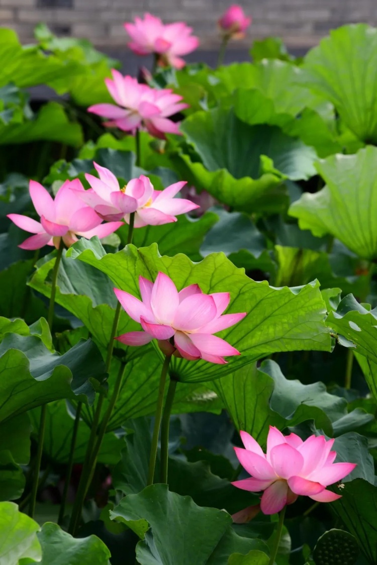 荷花的象征什么 6aa1-1301a4eb35eaae1ba6de28dcaa2e0757.jpg