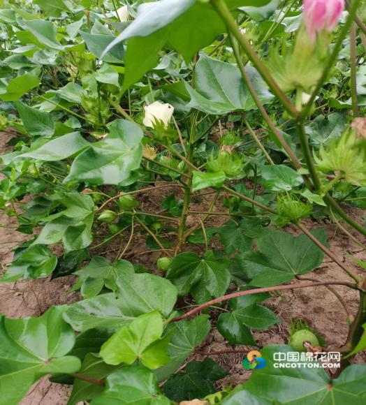 安徽:棉花长势良好 棉农渴望降雨