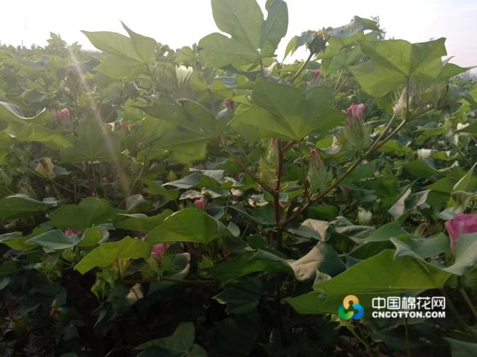 安徽:棉花长势良好 棉农渴望降雨