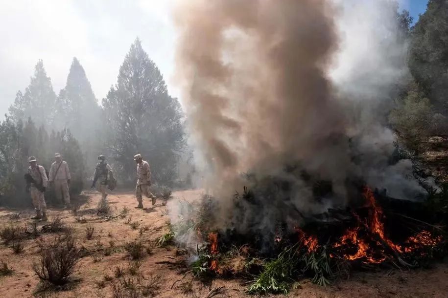 ·2018年，墨西哥士兵焚烧大麻。