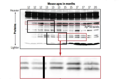 Schrag指出，发表在Nature上的版本显示了切割痕迹。一些条带看起来异常相似。图片来源：Science
