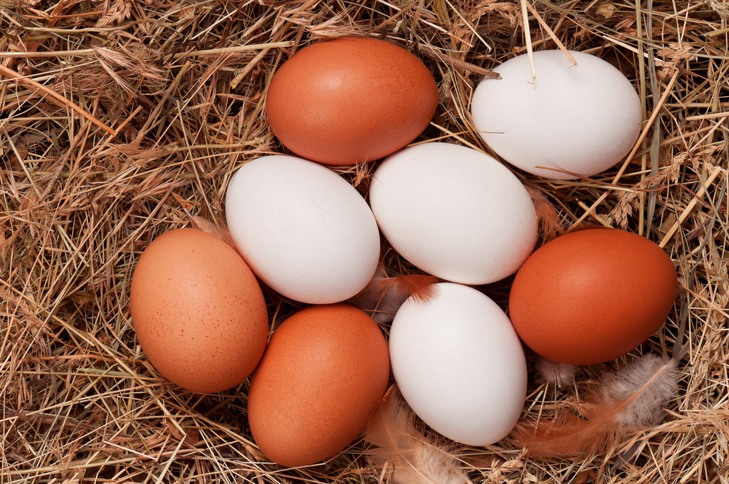 现货逐步过度至季节性旺季 预计鸡蛋价格或将震荡偏强运行