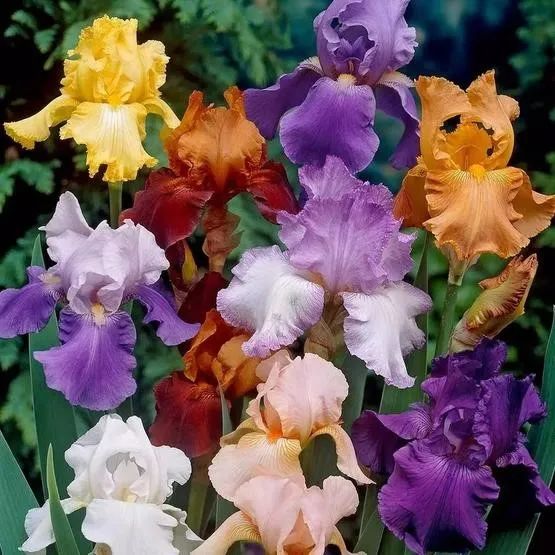 有两种形态的花 54ef-d64bef79ba5bc4342a93e73fe89c8506.jpg