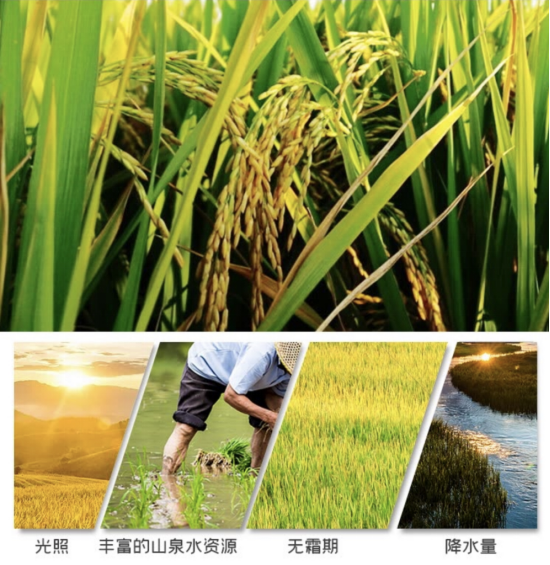 图7:方正大米生长环境