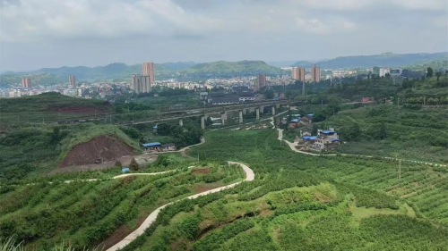 图:太和黄桃生长环境