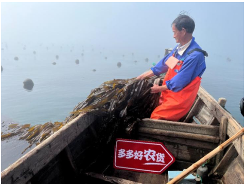 海带从大变小 产业由弱变强 拼多多助力荣成海带减损重振