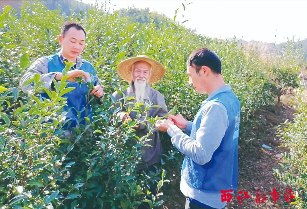 6月10日,苍梧县六堡镇不倚村党总支部书记,不倚村民委员会主任吴龙(左