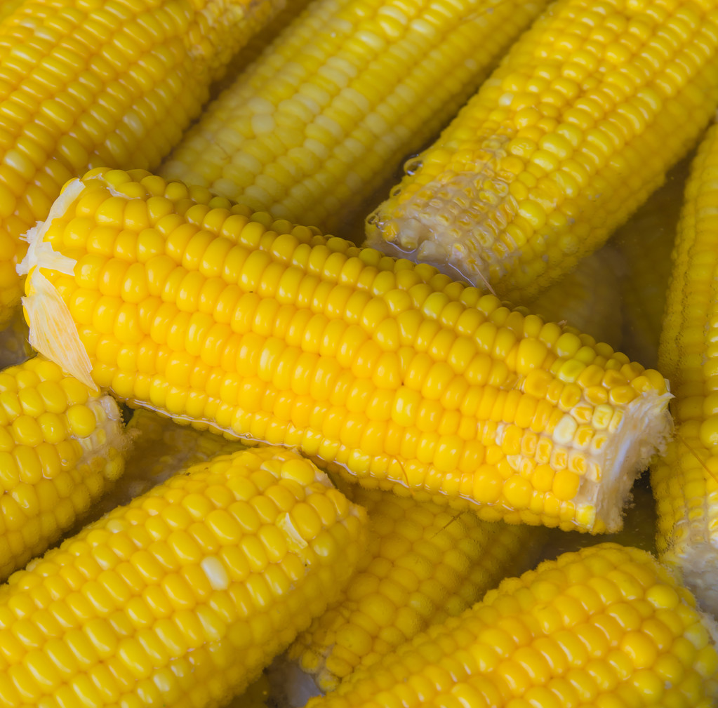 玉米今日价格德州玉米报价 9209-99f33af2f1bdcc2f90d7ccf2c5e08729.jpg