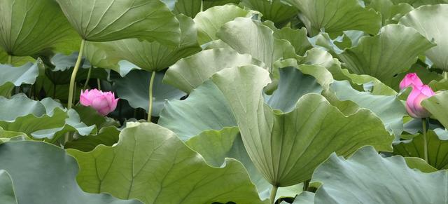 开花最美的荷花 ce28-67bb3c2f8dc50b9e21ae0c55a52bed89.jpg