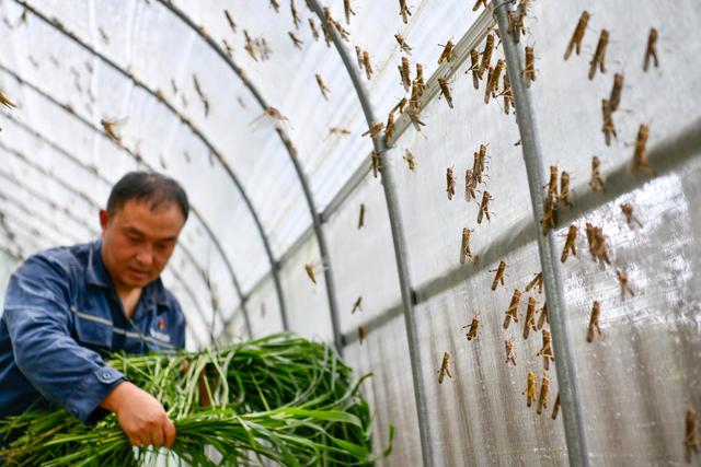 8月3日，在贵州省台江县台盘乡棉花村，驻村干部在给蚂蚱投放草料。新华社记者 杨文斌 摄