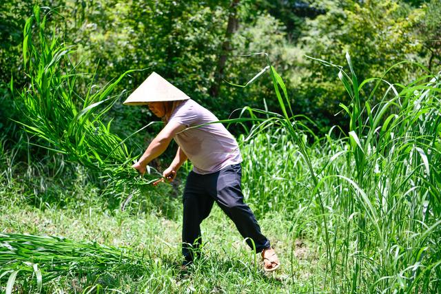 8月3日，贵州省台江县台盘乡棉花村村民在割草，准备给蚂蚱投食。新华社记者 杨文斌 摄
