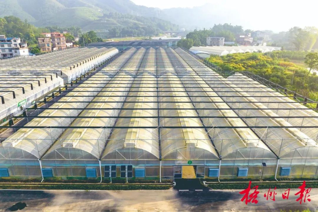 蒙山县蒙山镇文平村一个百亩蔬菜种植基地的大棚整齐排列。黄胜林 摄 （资料图）