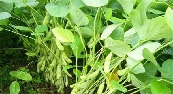 大豆开花结荚期有哪些管理措施？