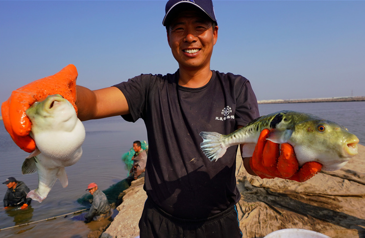 图为渔民展示刚捕捞的河鲀。新华社记者 杨世尧摄