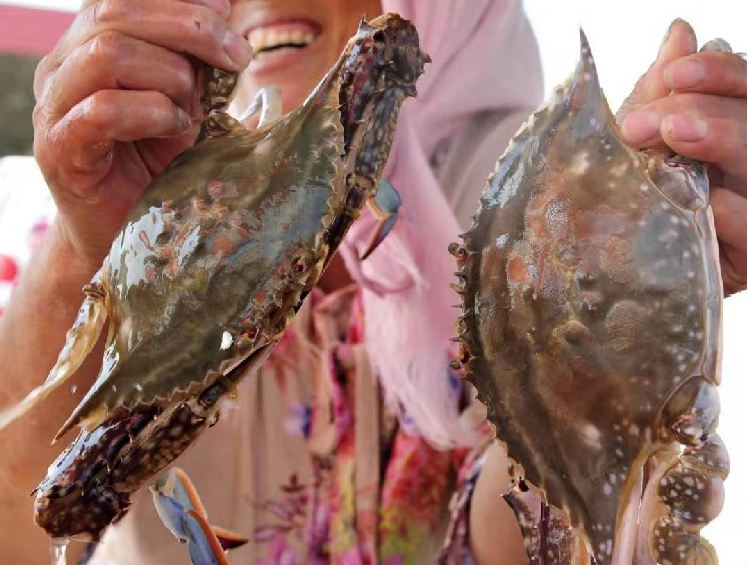 图为黄骅渔民展示捕捞的三疣梭子蟹。新华社记者牟宇摄