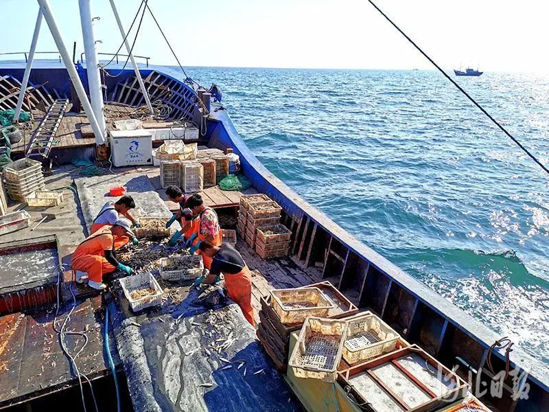 渤海开渔。河北日报客户端记者杜柏桦摄