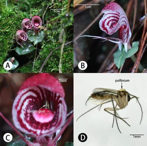 图3.杉林溪铠兰:生境、花特征和传粉昆虫。A、生境,B、花形态,C、传粉过程,D、携带花粉团的雌性伊菌蚊。