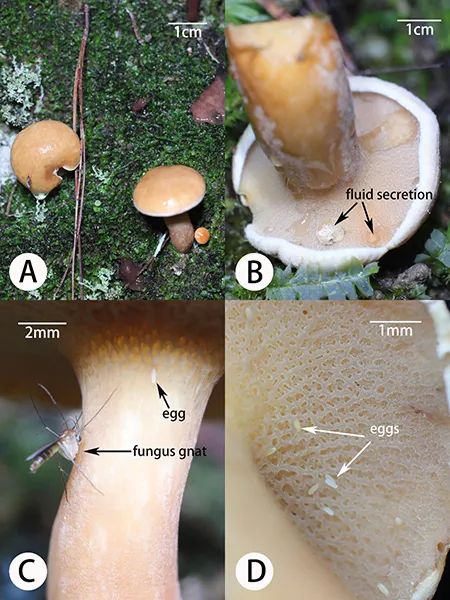 图2.在双凸铠兰居群的蘑菇和蕈蚊。A、乳牛肝菌子实体,B、乳牛肝菌背面的分泌物,C、蕈蚊及其卵,D、蕈蚊卵。