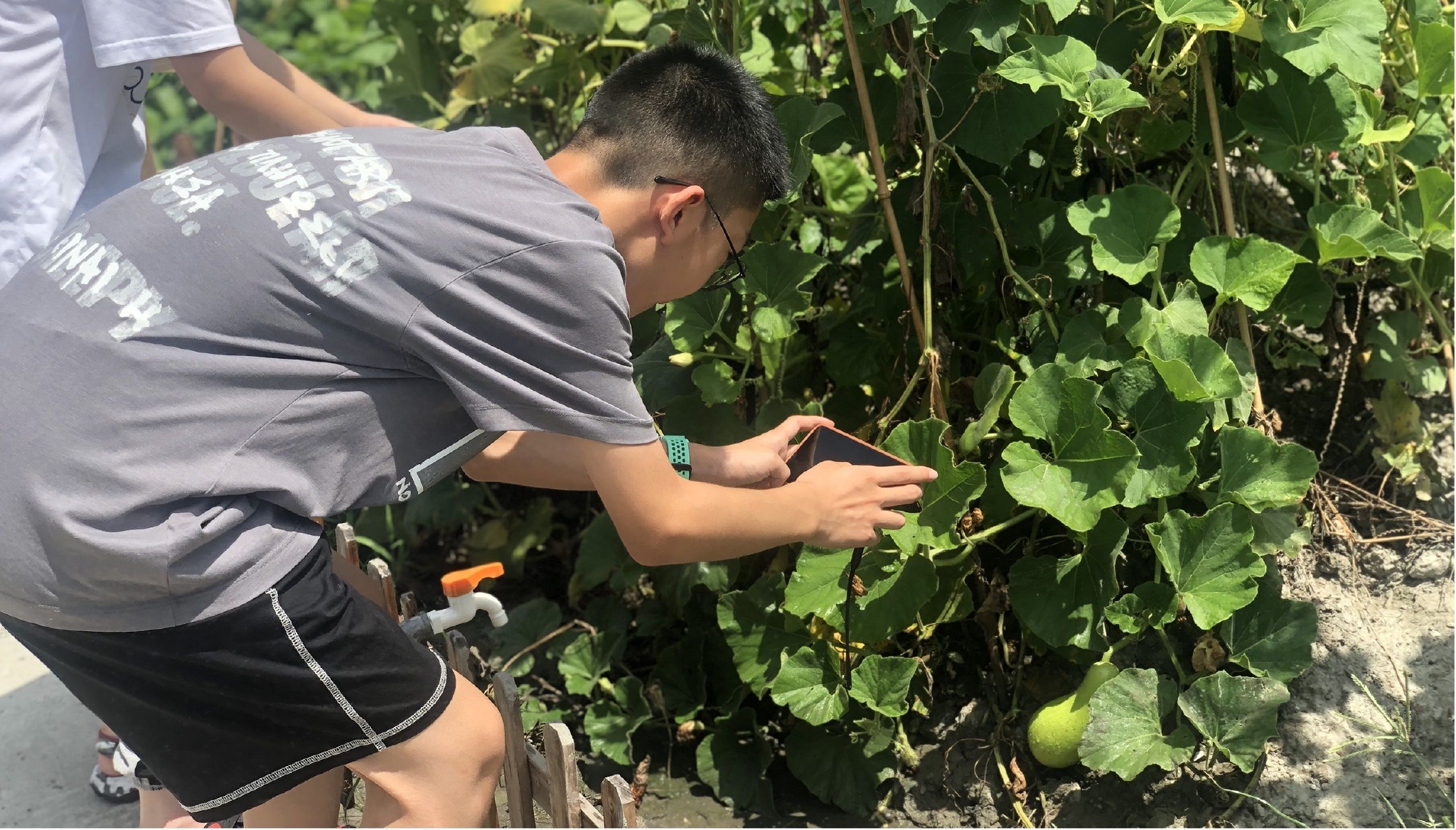 温州市瓯海区实验小学集团学校的学生在农场拍摄果蔬照片