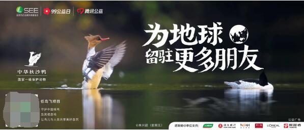 保护中华秋沙鸭,为地球留驻更多朋友
