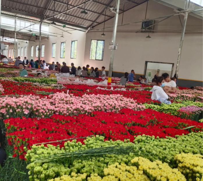斗南花市銷售的康乃馨花色嬌艷
