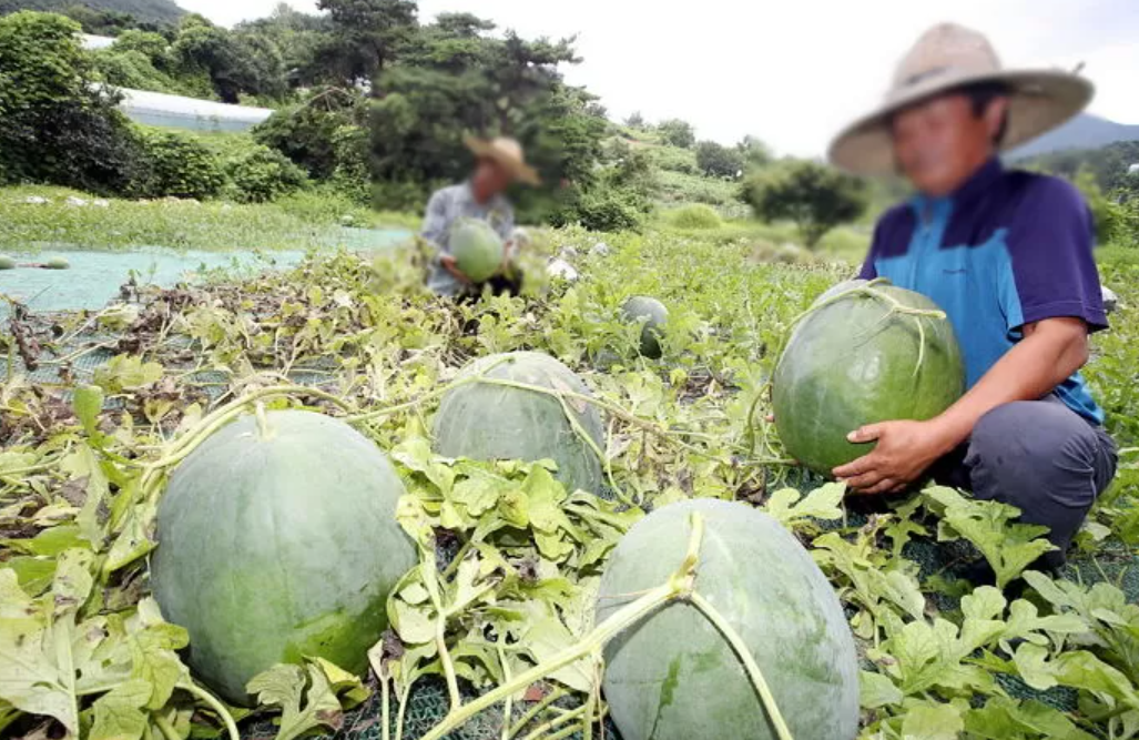 韩国无等山西瓜