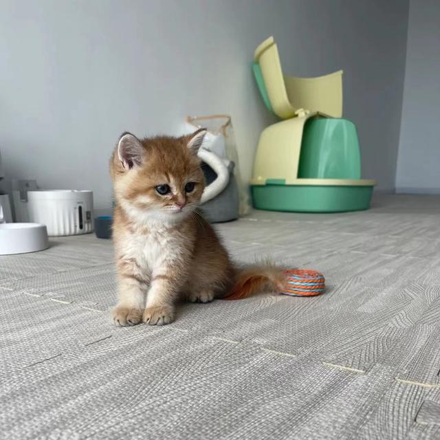 刘慧负责照顾的小猫。图源:受访者
