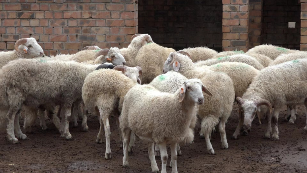 警惕!河北已有23县区发现〖河北涿鹿县发现草原狼〗 警惕!河北已有23县区发现〖河北涿鹿县发现草原狼〗