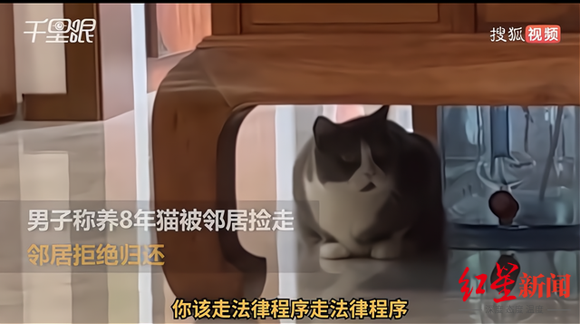 养了8年的猫被邻居捡走拒归还,“捡”来的动物可以养吗?休闲区蓝鸢梦想 - Www.slyday.coM 养了8年的猫被邻居捡走拒归还,“捡”来的动物可以养吗?休闲区蓝鸢梦想 - Www.slyday.coM