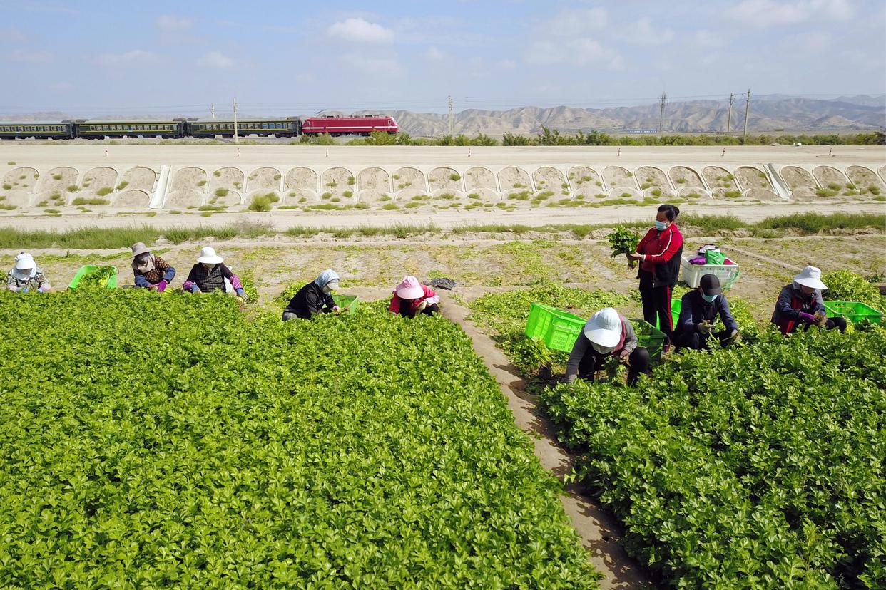 9月20日,在榆中祥龙蔬菜产销专业合作社种植基地,豆俊兰(右三)在田间忙碌(无人机照片)。新华社记者 范培珅 摄