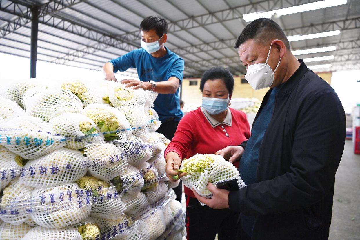 9月20日,在榆中祥龙蔬菜产销专业合作社,豆俊兰(中)和商家查看蔬菜品质。新华社记者 范培珅 摄