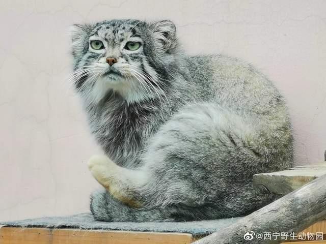 【来源:九派新闻综合西宁野生动物园、科技日报】