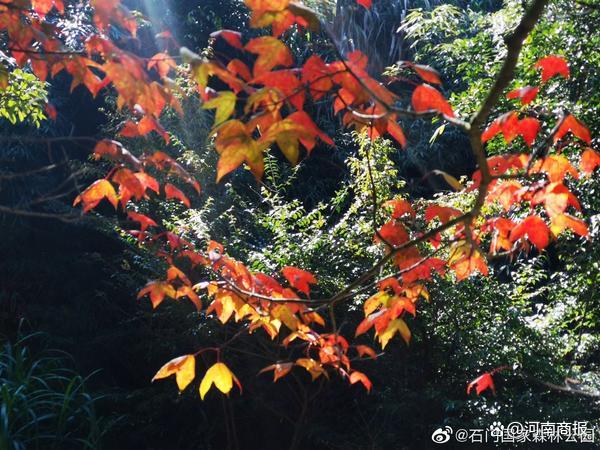 图片来源：石门国家森林公园微博