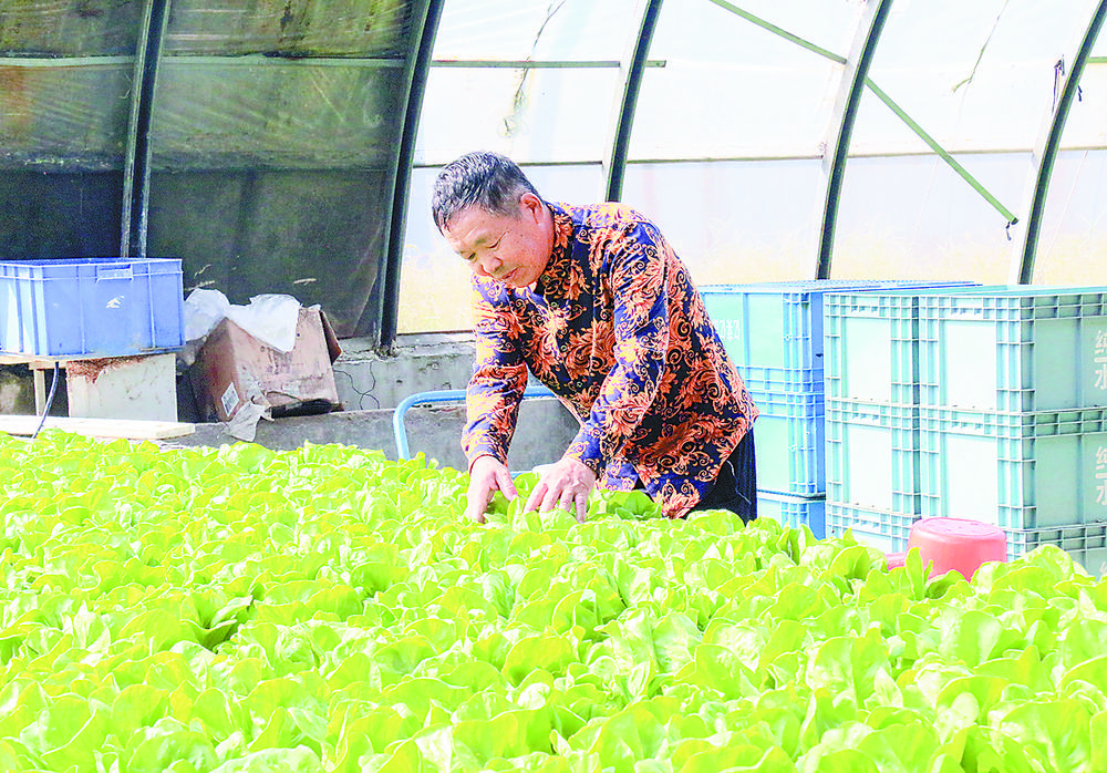 图为龙虎庄乡振兴育苗基地内，员工正在打理水培蔬菜。 本报记者 刘磊 本报通讯员 庞趁友 刘欣羽 摄