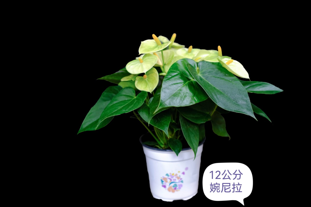 23e3-e432fe8defe45665a21d39e8076773cc.png