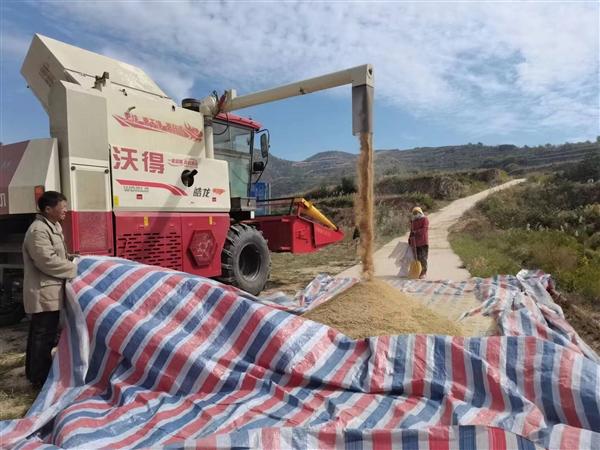 在来远镇东山村，联合收割机实现谷子收割、脱粒一体化。