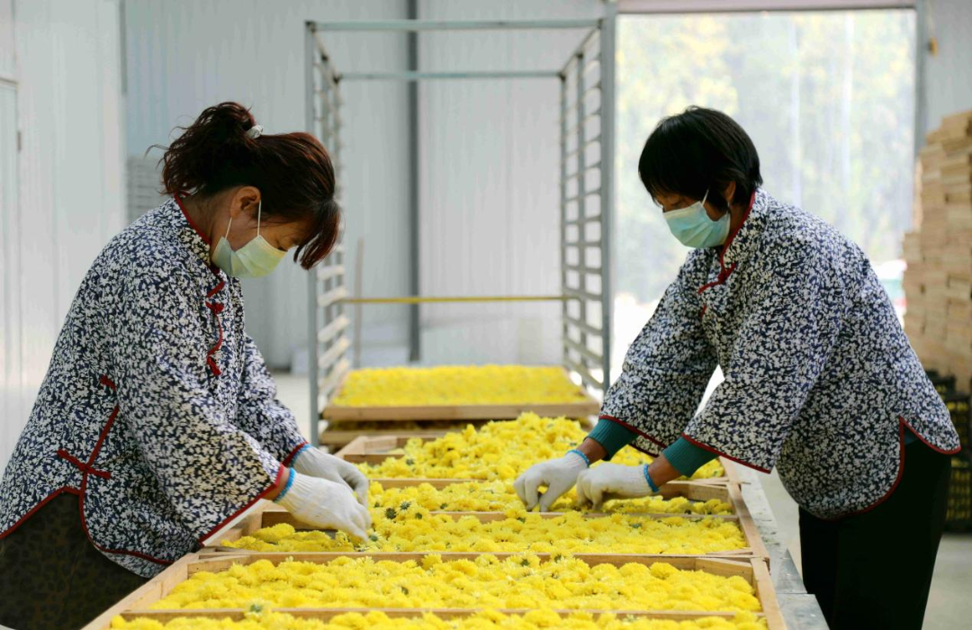 在中山茶菊种植基地晾晒车间，工人正在摆盘，准备烘干。杨敏摄