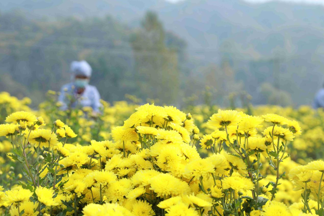 石家庄市南营乡中山茶菊种植基地盛开的菊花。杨敏摄